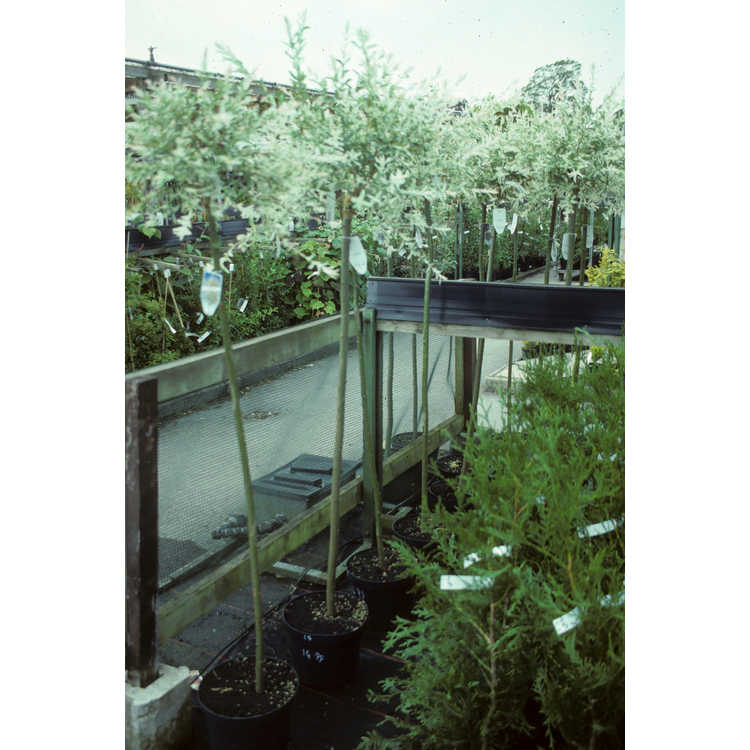 Salix integra 'Hakuro Nishiki' - variegated willow
