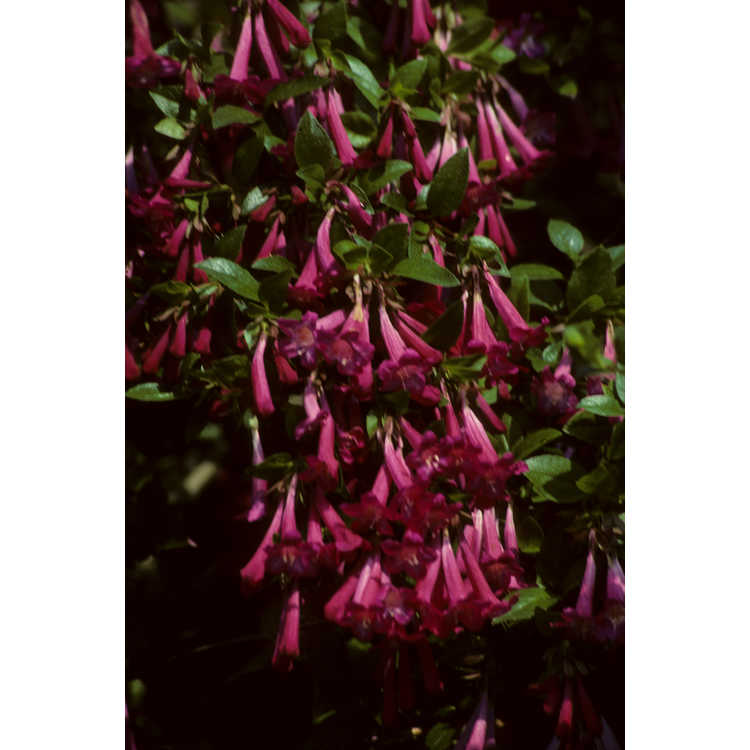 <em>Abelia floribunda</em>