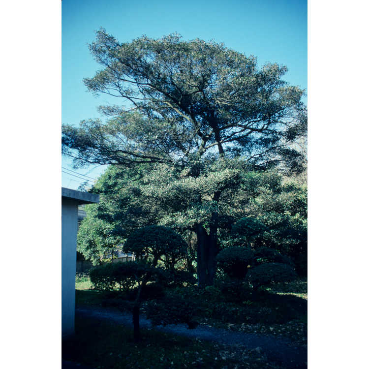 university of tokyo botanic garden