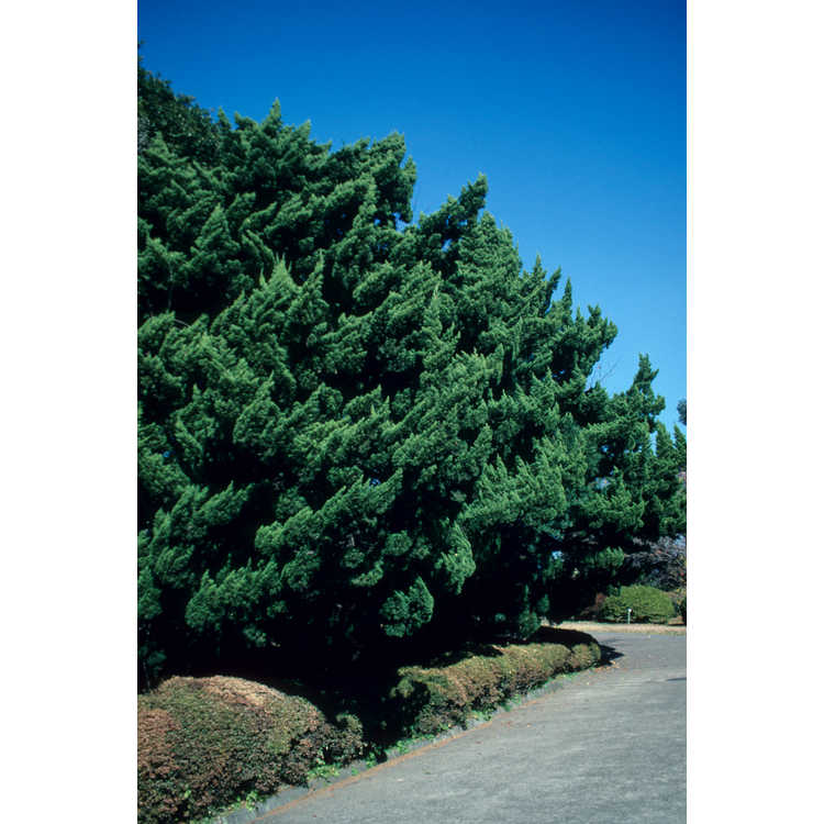 Juniperus chinensis 'Kaizuka' - Hollywood juniper