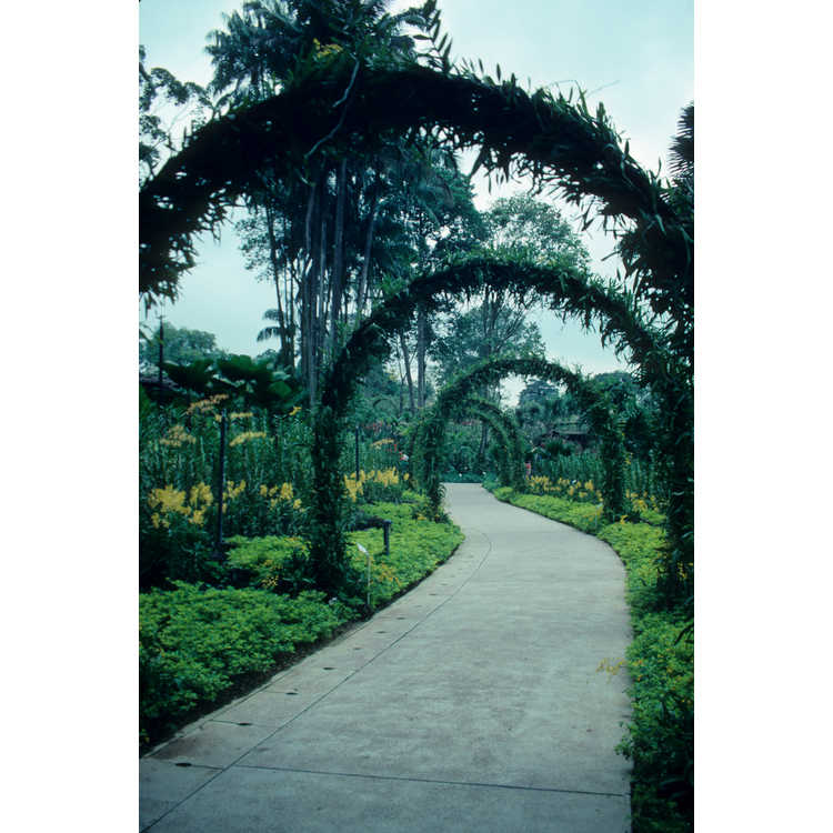 singapore botanical garden; national orchid garden