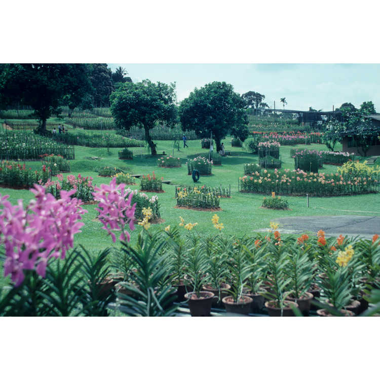 Mandai orchid farm
