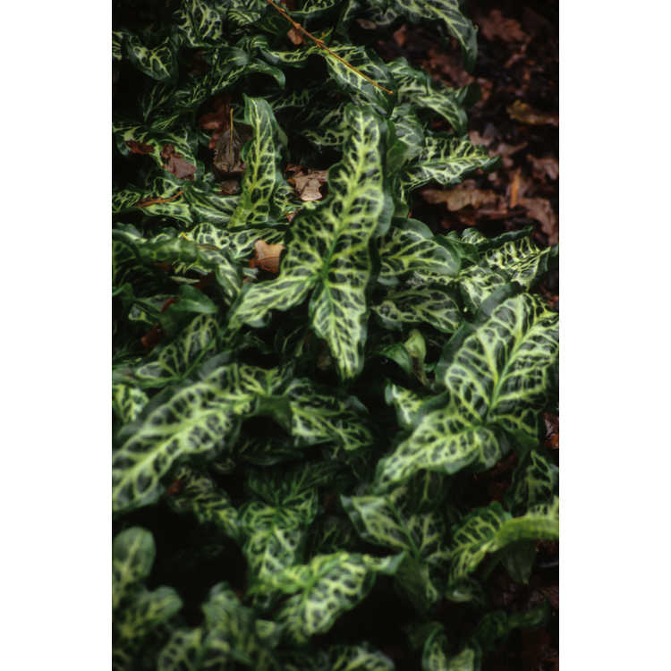 Arum italicum subsp. italicum - Italian arum