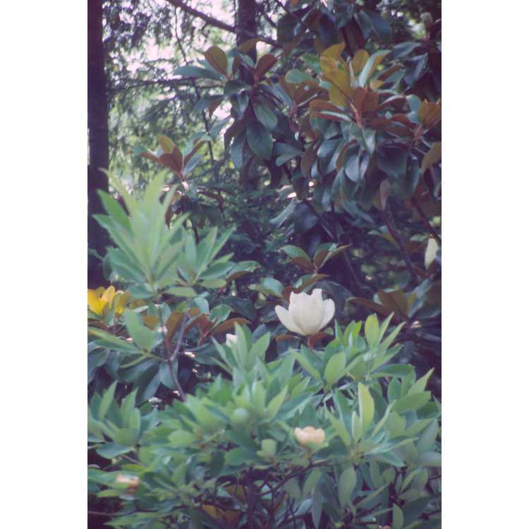 <em>Magnolia virginiana</em>