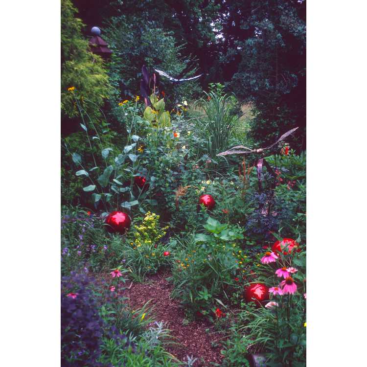 Edith Eddleman's garden
