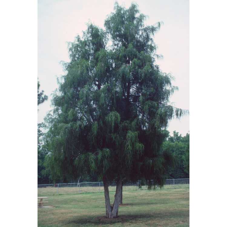 <em>Juniperus virginiana</em>