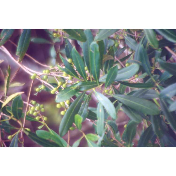 Osmanthus americanus - wild olive