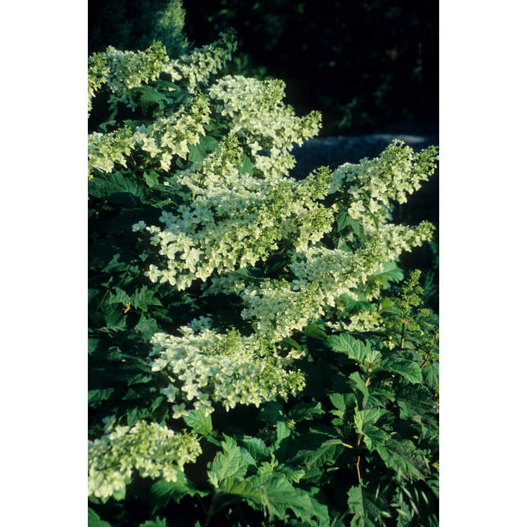 Hydrangea quercifolia 'Brido'