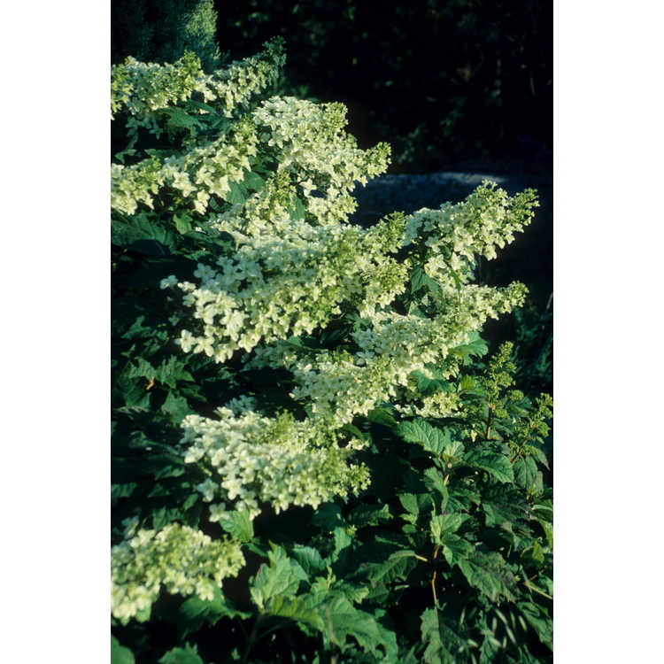 Hydrangea quercifolia 'Brido'