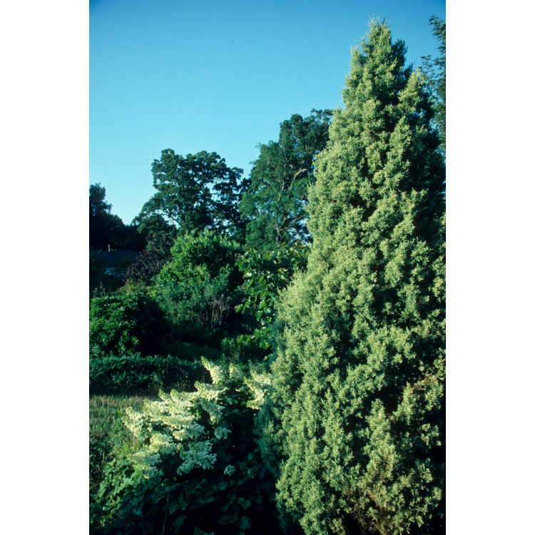 <em>Hydrangea quercifolia</em> 'Brido'
