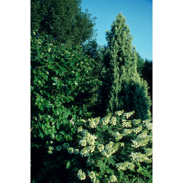 <em>Hydrangea quercifolia</em> 'Brido'