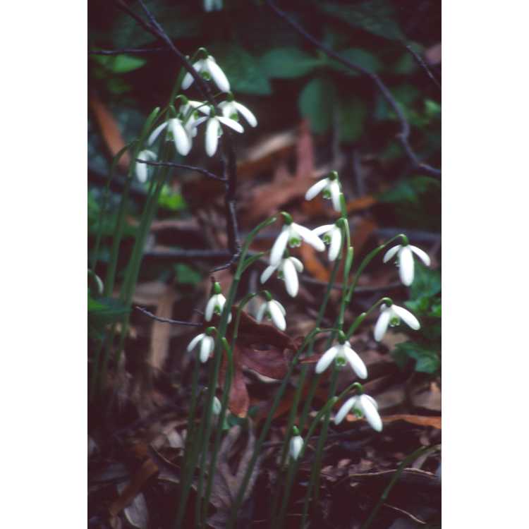 <em>Galanthus reginae-olgae</em> 'Tilebarn Jamie'
