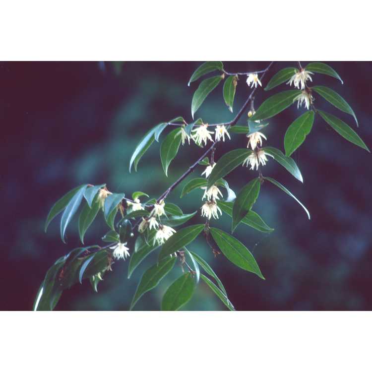 Chimonanthus nitens - evergreen chimonanthus