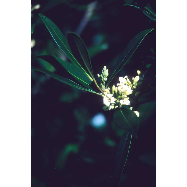 Cartrema americana - wild olive