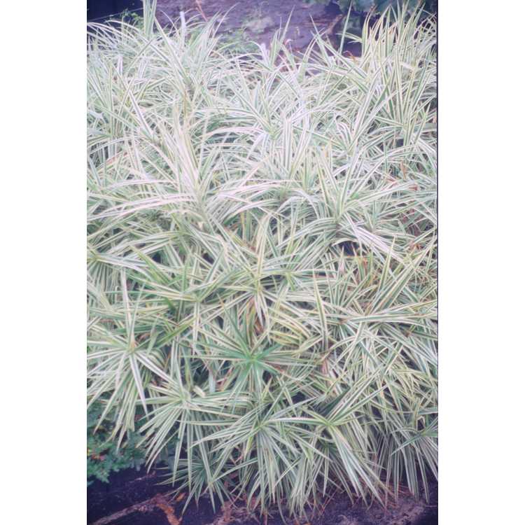 Carex phyllocephala 'Sparkler' - carnation grass