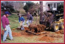Japanese maple digging and moving