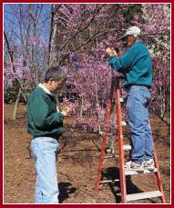 Dennis Werner and Layne Snelling (left and right) are busy as bumblebees pollinating redbuds.