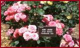 Finley Rose Garden