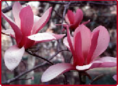 Magnolia ×soulangiana 'Coates'