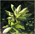 Illicium parviflorum 'Forest Green'