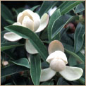 Manglietia yunnanensis
