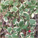 Rubus ursinus 'Variegatus'