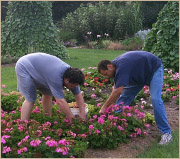 Dennis Cary (left) and Tim Hinton (right) weeding the Annual Trials Area