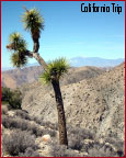 Joshua Tree National Park - Yucca brevifolia - Joshua tree