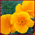 Eschscholzia californica - California poppy