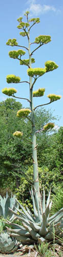 Agave havardiana hybrid (a hardy blue agave)