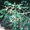 Acer saccharinum 'Skinneri' (cutleaf silver maple)