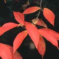 Nyssa sinensis (Chinese tupelo)