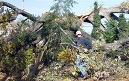 Anne Calta clears debris from the fallen Quercus alba.