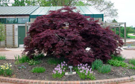 The newly planted Japanese maple in the Opha Mae Powers Parking Circle Garden.