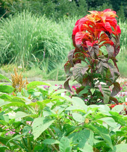 Amaranthus tricolor 'Illumination' (top right) and Amaranthus cruentus 'Hot Biscuits' (bottom)