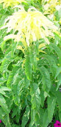 Amaranthus tricolor 'Aurora'