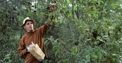 Carl Schoenfeld collects seed of Callicarpa acuminata, a Mexican beautyberry, on the 1992 expedition to Mexico with J. C. Raulston and John Fairey, Peckerwood Garden, Hempstead Texas.