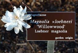 Magnolia ×loebneri 'Willowwood' label