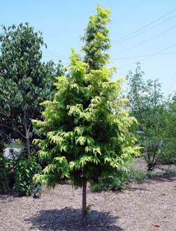 Metasequoia glyptostroboides 'Ogon'