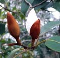 Magnolia platypetala