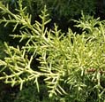 Cupressus arizonica 'Limelight'