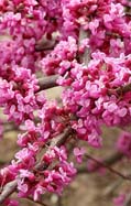 Cercis canadensis subsp. texensis 'Traveller'
