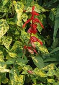 Salvia splendens 'Dancing Flame'
