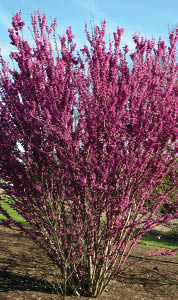 Cercis canadensis 'Kay's Early Hope'