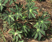 Begonia heracleifolia var. nigricans
