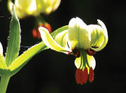 Lilium ciliata