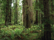 Sequoia sempervirens and Polystichum munitum