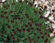 Sedum integrifolium subsp. integrifolium