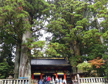 400-year-old Cryptomeria at the Tshō-gū shrine