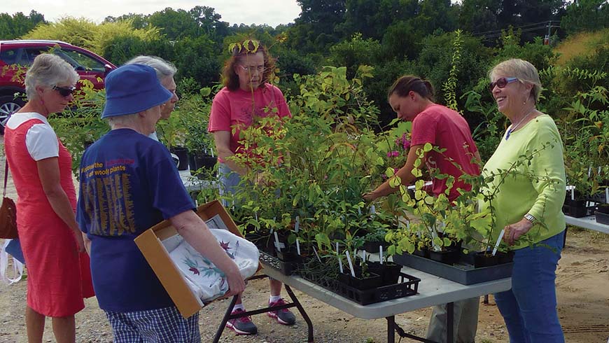 Volunteer Connoisseur Plant distribution